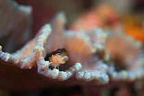 Blenny (Ecsenius lineatus) sitting on coral with its mouth open, Ambon, Indonesia