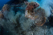 Tassled scorpionfish (Scorpaenopsis oxycephala) two large individuals engaged in a territorial dispute, Ambon, Indonesia