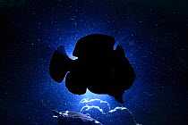 Giant frogfish (Antennarius commersoni) silhouetted against sea surface from below, Ambon, Indonesia.