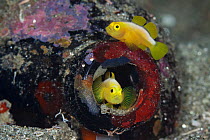 Dinah's gobies (Lubricogobius dinah) pair in their beer-bottle home, found at a depth of 30 metres at Observation Point in Milne Bay Province, Papua New Guinea