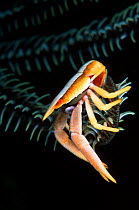 Squat lobster (Allogalathea elegans) in a Sea crinoid, carrying a clutch of eggs, just visible under the crustacean's abdomen.  Alexander's Wall, a dive site in the Eastern Fields of Papua New Guinea.