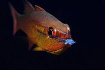 Goldbelly cardinalfish (Apogon apogonides) aerating eggs that it was carrying in its mouth, New Britain, Papua New Guinea