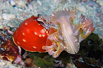 Nudibranch (Gymnodoris aurita) devouring (Marionia sp) nudibranch, it took 50 mins to eat it all, Milne Bay, Papua New Guinea