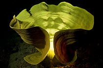 Yellow elephant ear sponge (Ianthella basta) with unique lighting to make it resemble a sculpture, Hornbill Channel in Milne Bay, Papua New Guinea.