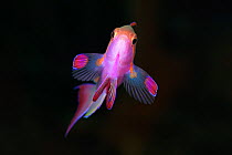 Jewel fairy basslet (Pseudanthias squamipinnis) male, Eastern Fields of Papua New Guinea