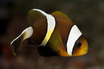 Clark's anemonefish (Amphiprion clarkii) juvenile, Malendok Island, Papua New Guinea