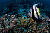 Longfin bannerfish (Heniochus acuminatus) patrolling coral reef, Ashmore Reef, Australia