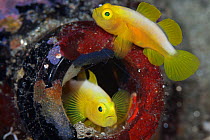 Dinah's gobies (Lubricogobius dinah) pair in their beer-bottle home, found at a depth of 30 metres at Observation Point in Milne Bay Province, Papua New Guinea