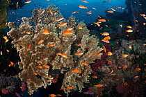 Orange basslets (Pseudanthias squamipinnis) with sea fans on top of the arch at The Doghouse dive site in Diving Dog Passage on the Barrier Reef of Papua New Guinea
