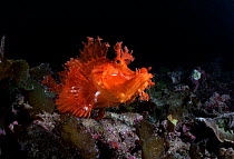 Merlet's scorpionfish (Rhinopias aphanes) Papua New Guinea