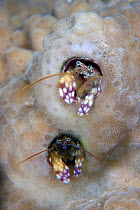 Paguritta coral hermit crabs (Paguritta sp) looking out from burrows in coral, Papua New Guinea
