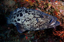 Potato cod (Epinephelus tukula) being cleaned by Bluestreak cleaner wrasse (Labroides dimidiatus) Carl's Ultimate dive site in the Eastern Fields of Papua New Guinea