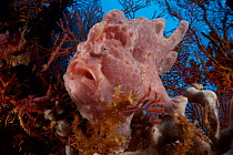 Commerson's frogfish (Antennarius commerson) sitting on a sponge concealed by sea fans, Shaw Thing, Eastern Fields of Papua New Guinea.