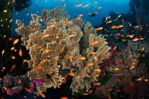 Orange basslets (Pseudanthias squamipinnis) with sea fans on top of the arch at The Doghouse dive site in Diving Dog Passage on the Barrier Reef of Papua New Guinea