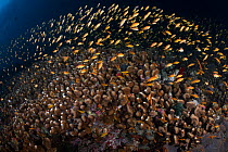 Orange basslets (Pseudanthias squamipinnis) huge shoal rising up from an enormous hard coral formation at the top of Lynda's Reef near Nuakata Island in Milne Bay, Papua New Guinea