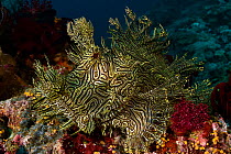 Lacy scorpionfish (Rhinopias aphanes) Black and Silver dive site near Nuakata Island in Milne Bay, Papua New Guinea