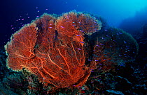 Magenta slender basslets (Luzonichthys waitei) around sea fan, Eastern Fields, Papua New Guinea.