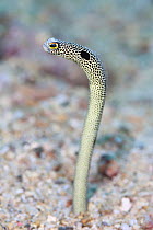 Spotted garden eel (Heteroconger hassi) half out of burrow in seabed, Restorf Island, Kimbe Bay, Papua New Guinea
