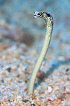 Spotted garden eel (Heteroconger hassi) half out of burrow in seabed  Restorf Island, Kimbe Bay, Papua New Guinea