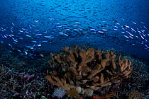 Virgin coral reef habitat with countless fish species, Tokyo Express dive site, Eastern Fields of Papua New Guinea.