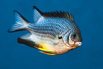 Yellowbelly damselfish (Amblyglyphidodon leucogaster) Carl's Ultimate dive site in the Eastern Fields of Papua New Guinea