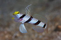 Yellownose shrimp goby (Stonogobiops xanthorhinica) with mouth open and fins flared, Quayle's Reef, Papua New Guinea