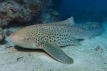 Zebra shark (Stegostoma fasciatum) lying on sandy bottom at a reef located in Wolverine Passage, part of the Barrier Reef of Papua New Guinea