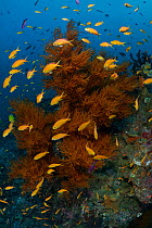 Red-tinted black coral tree (Antipathes sp.) surrounded by a school of Orange fairy basslets (Pseudanthias squamipinnis) Black and Silver dive site in the Nuakata Island area of Milne Bay, Papua New G...