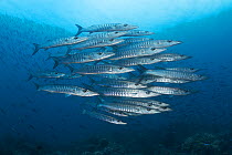 Blackfin barracuda (Sphyraena qenie) school, Black and Silver dive site near Nuakata Island in Milne Bay, Papua New Guinea