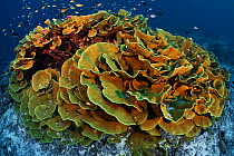 Cabbage coral (Turbinaria reniformis) surrounded by basslets, damsels and other tropical reef fish, Normanby Island in Milne Bay, Papua New Guinea