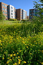Perennial wildflower meadow including Birdsfoot trefoil (Lotus corniculatus), Oxeye daisies (Leucanthemum vulgare) and Red Clover (Trifolium pratense) to attract and support bees and other insects pla...