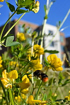 Red-tailed bumblebee (Bombus lapidarius) flies to Birdsfoot trefoil (Lotus corniculatus) in a perennial wildflower meadow planted around university Halls of Residence by Bristol University's Urban Pol...