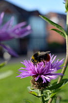 Early bumblebee (Bombus pratorum) nectaring on Common knapweed (Centaurea nigra) in a perennial wildflower meadow planted on an urban common by Bristol University's Urban Pollinators project, Horfield...