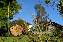 Meadow brown butterfly (Maniola jurtina) sunning on Common knapweed (Centaurea nigra) in a perennial wildflower meadow planted on an urban common by Bristol University's Urban Pollinators project, Hor...