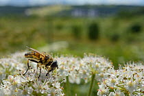 Drone fly (Eristalis sp.) nectaring on Common hogweed (Heracleum sphondylium) on hillside once used as a dumping ground, cleared of scrub to improve habitat for bees and other pollinators for Buglife'...