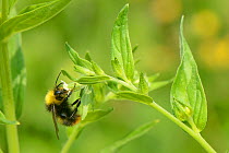 Early bumblebee (Bombus pratorum) male nectaring on Common gromwell flower (Lithospermum officinale) on grassland meadow cleared of scrub to improve the habitat for bees and other pollinators for Bugl...