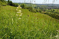 Greater butterfly orchid (Platanthera chlorantha) flowering on grassland meadow cleared of scrub to improve the habitat for bees and other pollinators for Buglife / Avon Wildlife Trust's West of Engla...