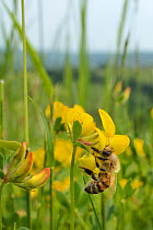 Honey bee (Apis mellifera) nectaring on Birdsfoot trefoil (Lotus corniculatus) flowers on grassland meadow cleared of scrub to improve the habitat for bees and other pollinators for Buglife / Avon Wil...