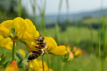 Honey bee (Apis mellifera) nectaring on Birdsfoot trefoil (Lotus corniculatus) flowers on grassland meadow cleared of scrub to improve the habitat for bees and other pollinators for Buglife / Avon Wil...