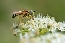 Wasp-mimicking Hoverfly (Chrysotoxum festivum) nectaring on Common hogweed (Heracleum sphondylium) on hillside once used as a dumping ground, cleared of scrub to improve habitat for bees and other pol...