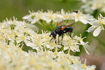 Parasite fly / Tachinid fly (Zophomyia temula), a nationally scarce species, feeding on Common hogweed (Heracleum sphondylium) on grassland meadow cleared of scrub to improve the habitat for bees and...