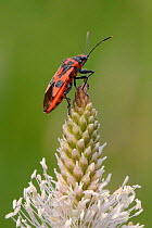 Rhopalid bug / Henbane bug (Corizus hyoscyami) a toxic species with warning colouration on on Hoary plantain (Plantago media) in grassland meadow, St. Catherine's valley, Bath and North-east Somerset,...