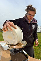 Rosie Maple of Avon Wildlife Trust weighing a batch of wildflower seed mix to be sown on ploughed farmland grassland for Buglife / AWT's West of England B-Lines project, Newton St. Loe, Bath and north...