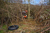 Green Mantle Ltd. contractor using a chainsaw to clear scrub and young trees from hillside once used as a dumping ground to improve habitat for bees and other pollinators for Buglife / Avon Wildlife T...