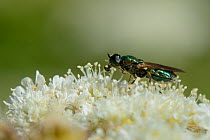Green / Broad centurion soldier fly (Chloromyia formosa) female nectaring on Common hogweed (Heracleum sphondylium) on hillside once used as a dumping ground, cleared of scrub to improve habitat for b...