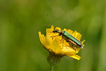 Swollen thighed beetle / Thick-legged flower beetle (Oedemera nobilis) female feeding on Meadow hawkweed flower (Hieraceum caespitosum) pollen on grassland cleared of scrub to improve the habitat for...