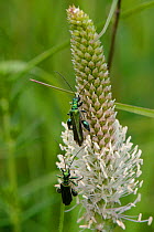 Two Swollen thighed  / Thick-legged flower beetle (Oedemera nobilis) males feeding on Hoary plantain (Plantago media) pollen on grassland meadow cleared of scrub to improve the habitat for bees and ot...