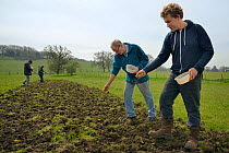 Volunteers scattering a wildflower seed mix on ploughed farmland grassland for Buglife / AWT's West of England B-Lines project, Newton St. Loe, Bath and northeast Somerset, UK, April. Model released.