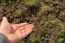 Wildflower and grass seeds mixed with sand being scattered on ploughed farmland grassland by a volunteer for Buglife / Avon Wildlife Trust's West of England B-Lines project, Newton St. Loe, Bath and n...