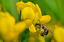 Wilke's meadow mining bee (Andrena wilkella) nectaring on Birdsfoot trefoil (Lotus corniculatus) on grassland meadow cleared of scrub to improve the habitat for bees and other pollinators for Buglife...